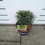 Dáždnikovec praslenovitý (Sciadopitys Verticillata) ´GREEN DIAMOND´ - japonská borovica – výška: 25-35 cm, kont. C3L (-29°C)